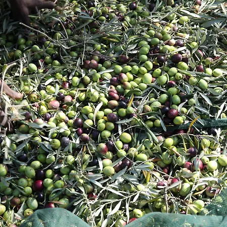 Fontes Episcopi Aragona