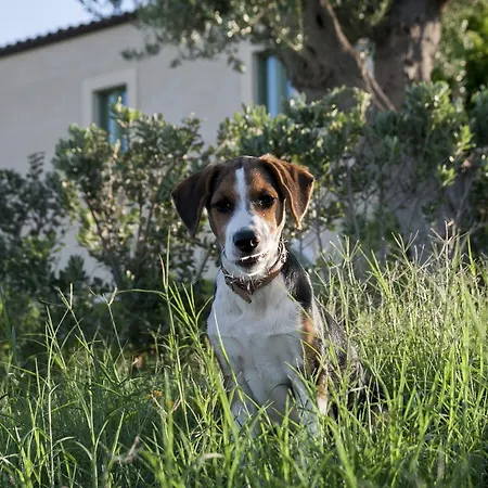 Fontes Episcopi 3* Aragona