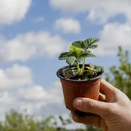 Fontes Episcopi Aragona