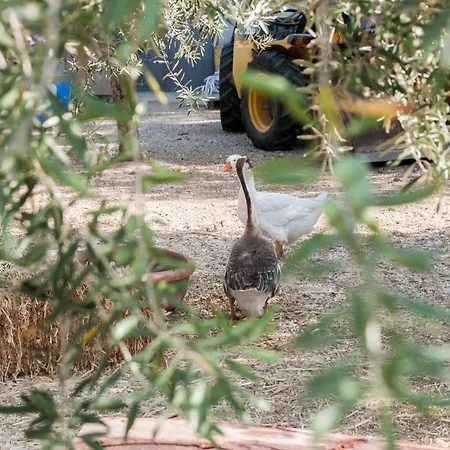 Fontes Episcopi Aragona